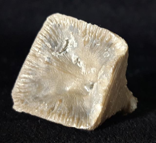Goniophyllum pyramidale (HISINGER 1831) - Bild © FossNet FossilienStore